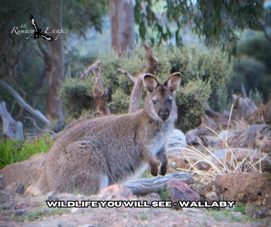 Mount Rumney Escapes - 5 Seaview Kangaroo House Экстерьер фото